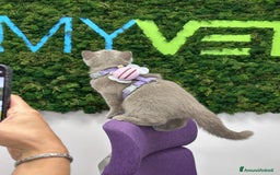 British gatti in vendita: British Shorthair  - Immagine 8