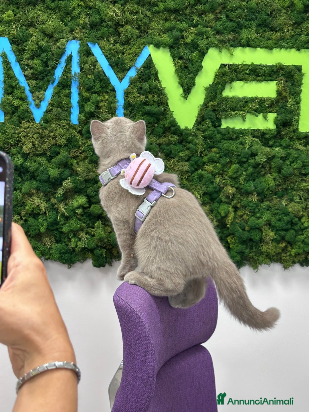 British gatti in vendita: British Shorthair  - Immagine 8