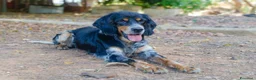 Meticcio cani in regalo: 𝗙𝗥𝗘𝗬𝗔, simil setter a Provincia di Lecce - Annuncio 8
