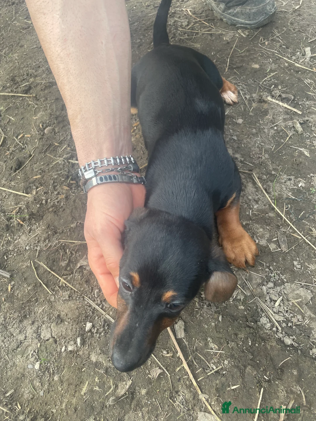Bassotto cani in vendita: Cuccioli di animali - Annuncio 3
