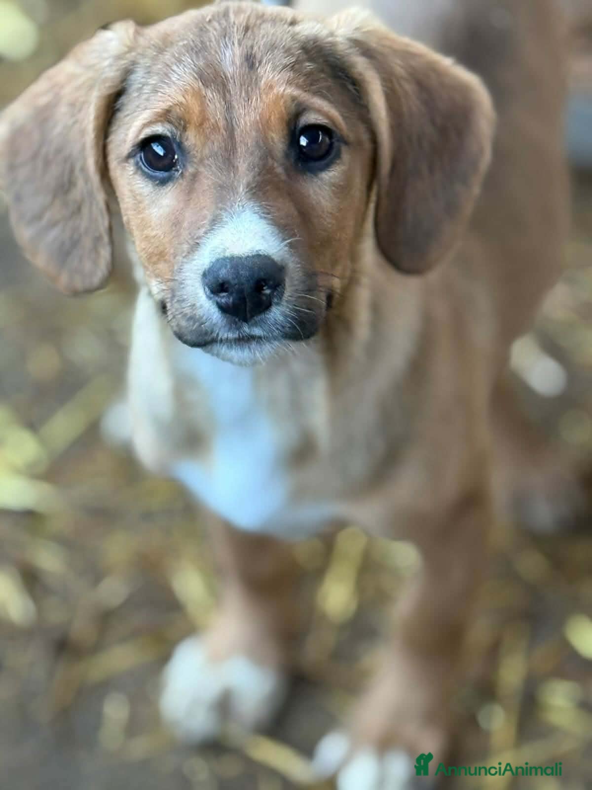 Meticcio cani CARMILLO, cucciolo simpaticissimo! 3 MESI E MEZZO. - Annuncio 1