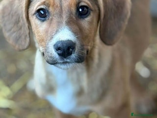 Meticcio cani CARMILLO, cucciolo simpaticissimo! 3 MESI E MEZZO. - Annuncio 1