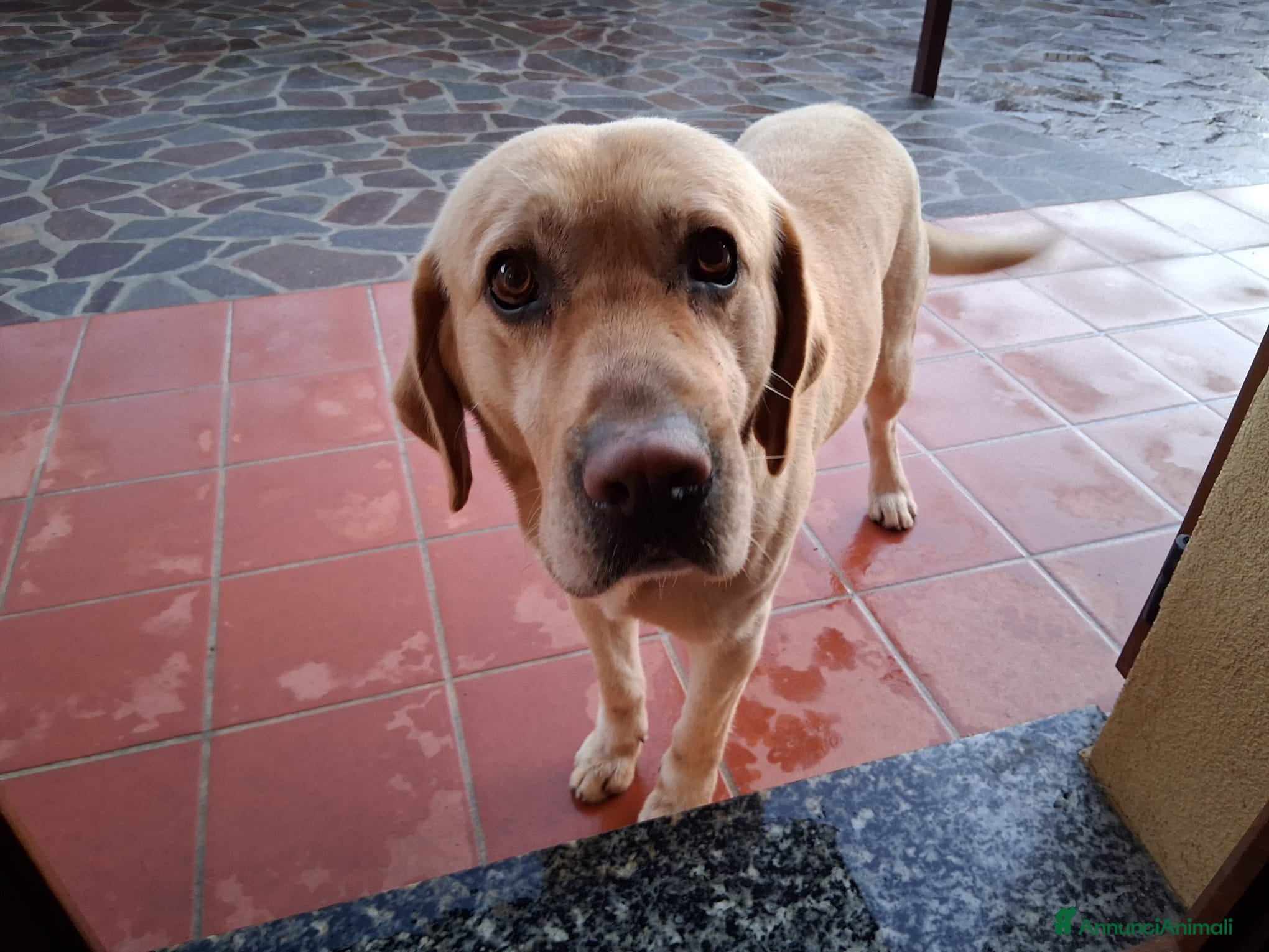 Labrador cani Labrador retriver 5 anni - Annuncio 5