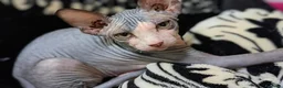 Sphynx gatti in vendita: 3 Gattini  Canadian Sphynx con PEDIGREE - Annuncio 3