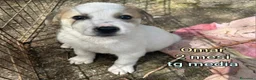 Meticcio cani in regalo: CUCCIOLI ESCLUSI E SOLI!!! a Città Metropolitana di Genova - Annuncio 9