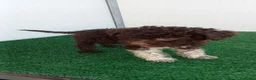 Lagotto cani in vendita: Lagotto Romagnolo  - Annuncio 9