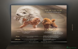 Barboncino Toy cani in vendita: Barboncino Toy Red - Immagine 2