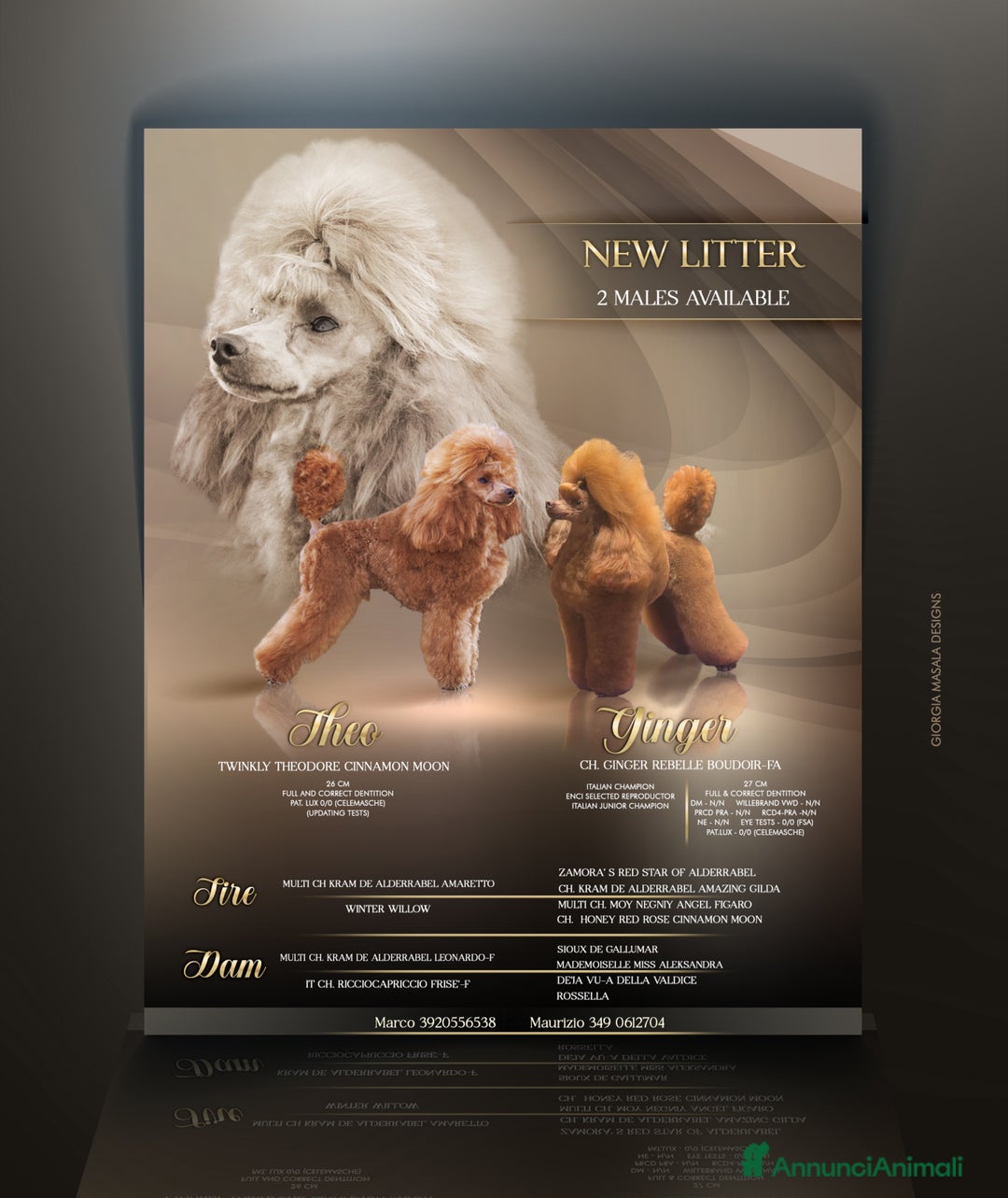 Barboncino Toy cani in vendita: Barboncino Toy Red - Immagine 2