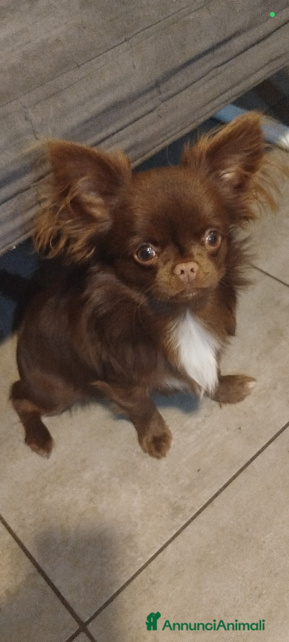 Chihuahua cani Maschietto chiuhuahua  - Annuncio 5