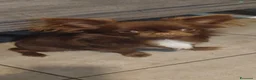 Chihuahua cani in vendita: Maschietto chiuhuahua  - Annuncio 1