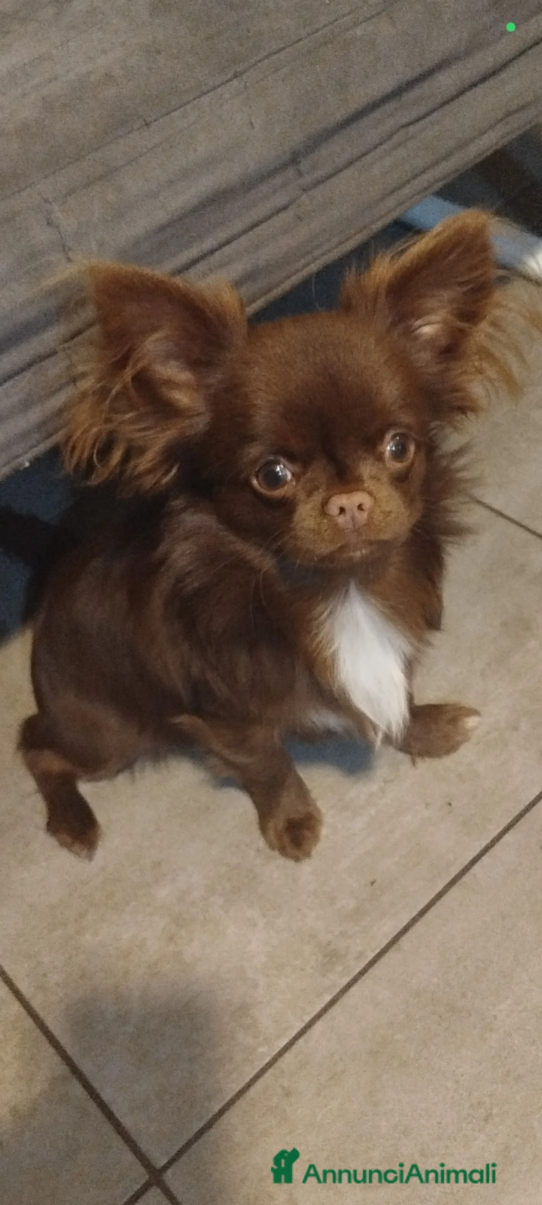 Chihuahua cani in vendita: Maschietto chiuhuahua  - Annuncio 1
