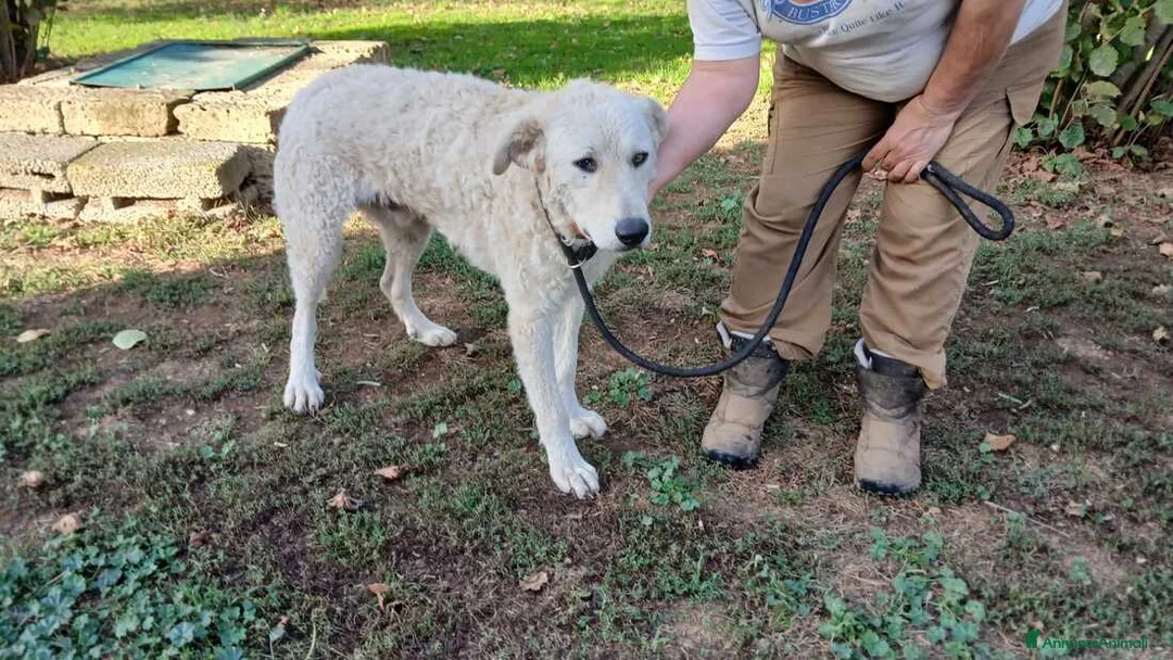 Meticcio cani in regalo: MIMMO PRESO A BASTONATE HA BISOGNO DI TE - Annuncio 4