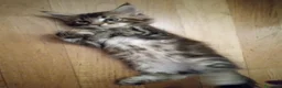 Maine Coon gatti in vendita: Cucciola di Maine Coon a Città Metropolitana di Bologna - Annuncio 5