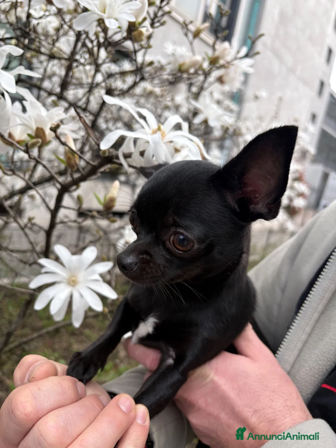 Chihuahua cani in vendita: Cuccioli di chihuahua  a Provincia di Ravenna - Annuncio 1