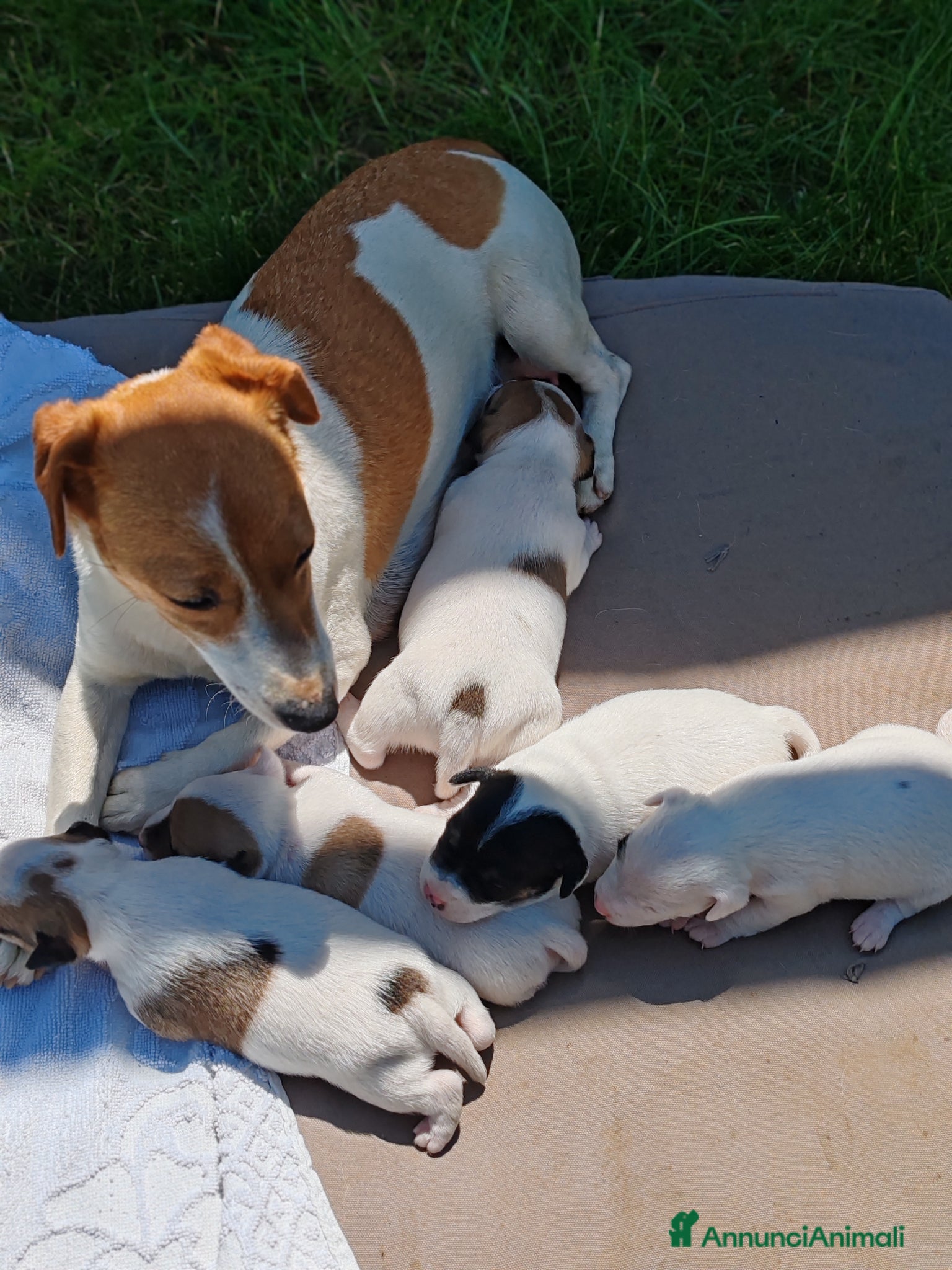 Jack Russell cani Jack Russel Terrier  - Annuncio 4