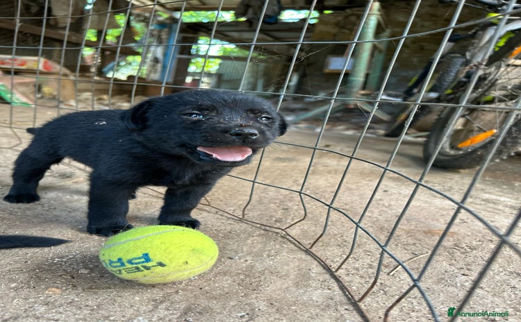 Labrador cani a Provincia di Frosinone - Annuncio 6