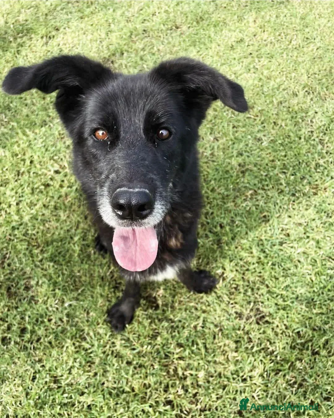 Meticcio cani in regalo: Gilda, oltre il suo manto nero c'è di più💚 - Annuncio 2