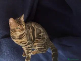 Bengala gatti Spettacolare gatto del Bengala - Annuncio 6