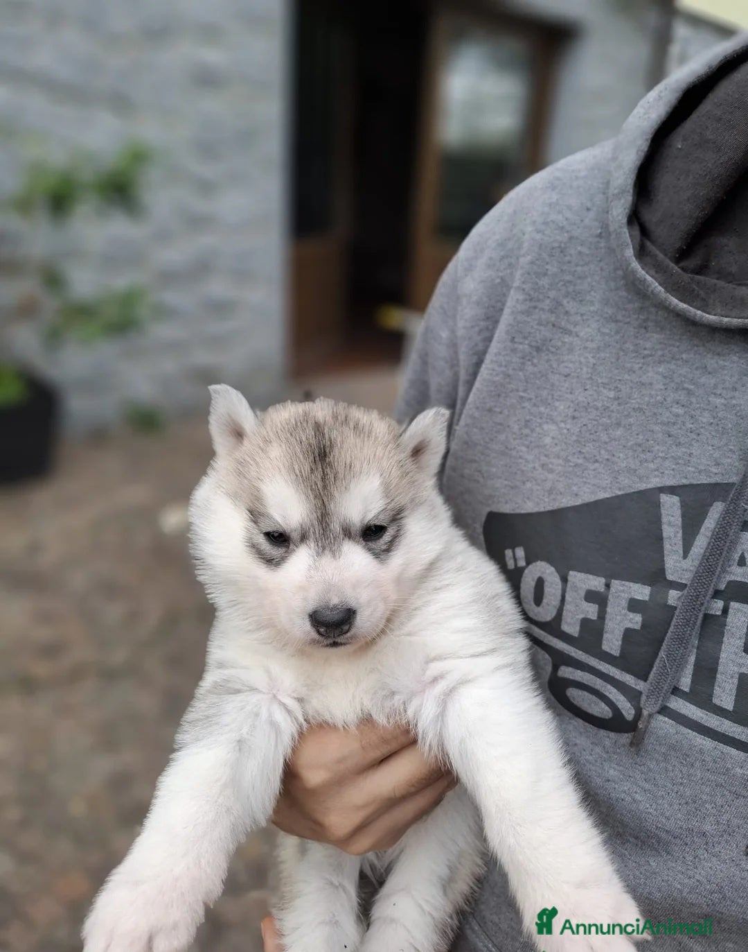 Husky cani in regalo: Siberian Husky in adozione - Annuncio 5