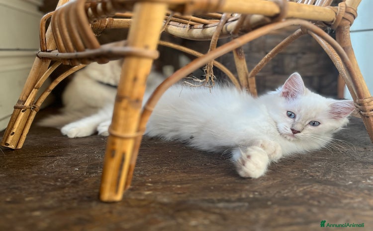 Ragdoll gatti a Provincia di Pavia - Annuncio 15