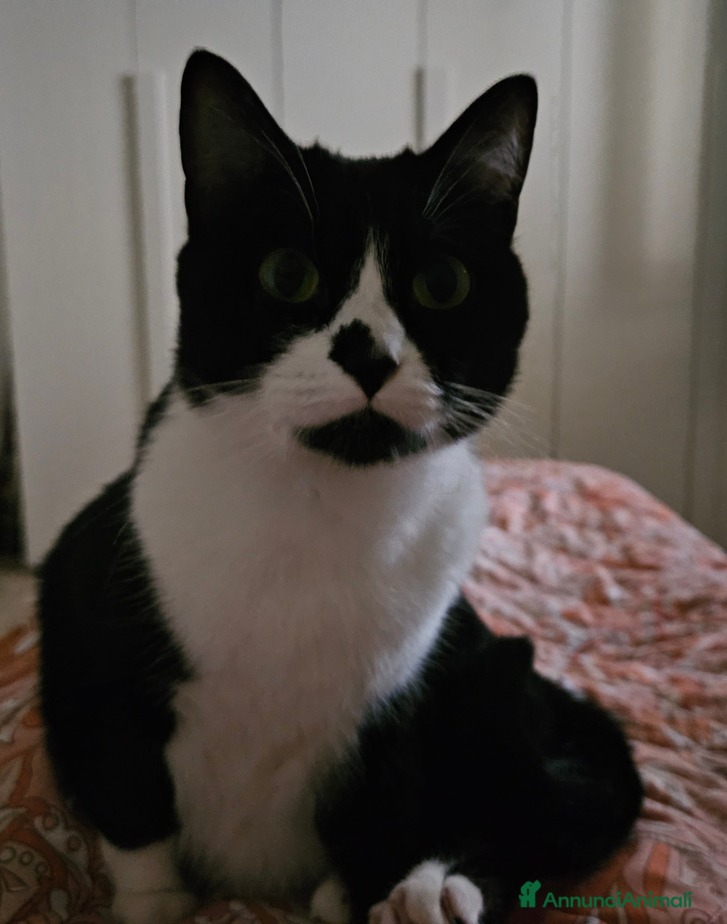 Europeo gatti Regalo gatta di 3 anni - Annuncio 40