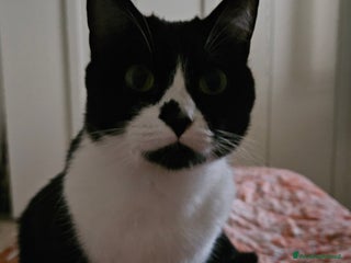 Europeo gatti Regalo gatta di 3 anni - Annuncio 14