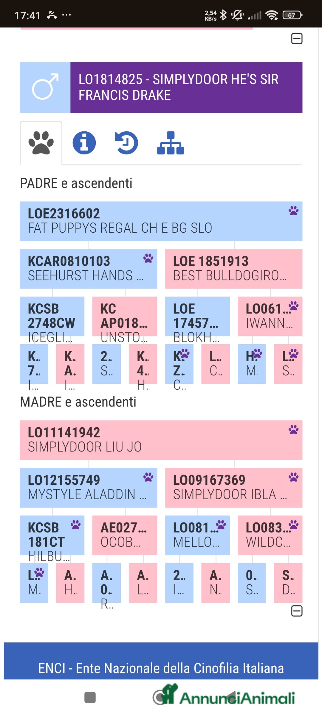 Bulldog cani per accoppiamento: Bulldog inglese per monta - Annuncio 5