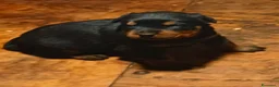 Rottweiler cani in vendita: Cuccioli rottweiler  - Annuncio 3