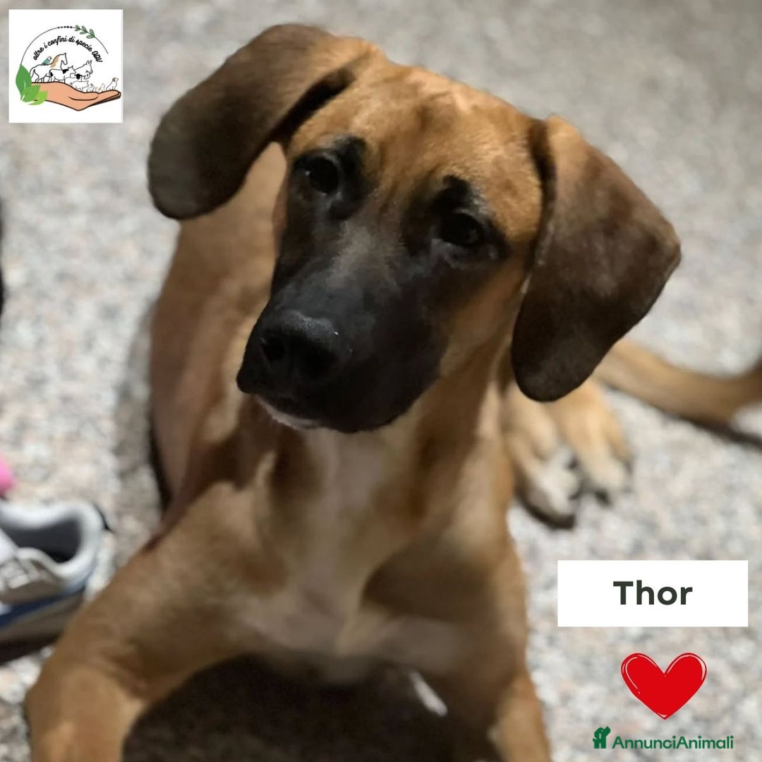 Segugio cani in regalo: THOR CERCA CASA mix segugio rhodesian  a Provincia di Latina - Annuncio 1