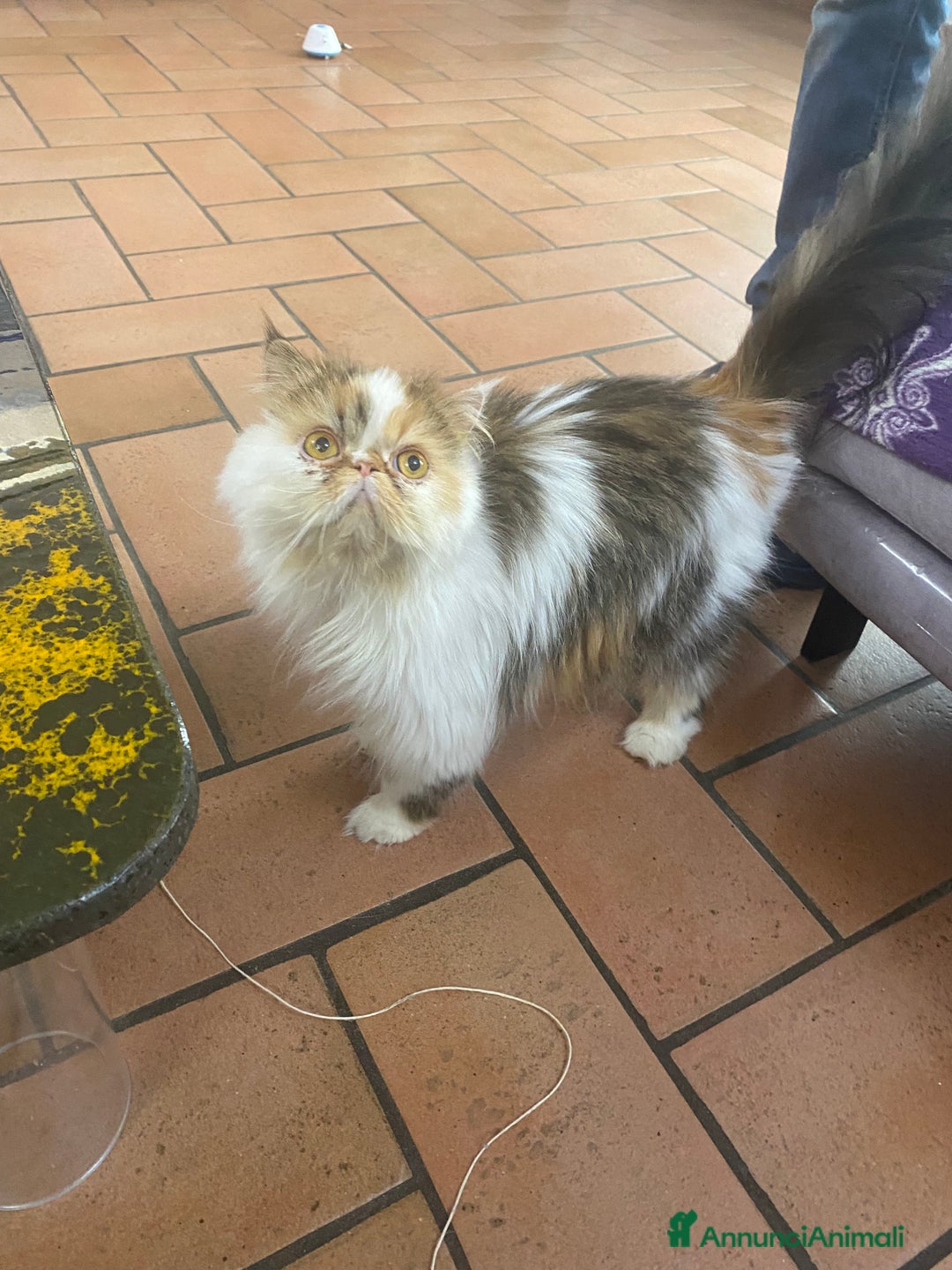 Persiano gatti in vendita: DUE MASCHIETTI PERSIANI IPERTIPICI - Annuncio 2