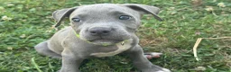 Pitbull cani in vendita: Cuccioli Pit Bull con pedigree anche a rate - Annuncio 18