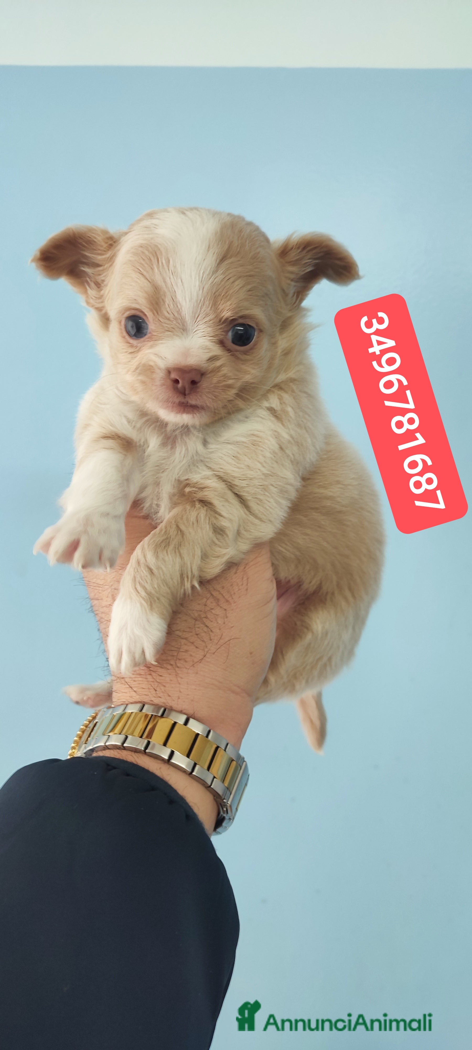 Chihuahua cani CHIHUAHUA stupendo batuffolo - Annuncio 2