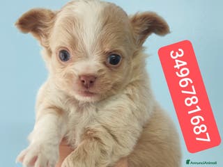 Chihuahua cani CHIHUAHUA stupendo batuffolo - Annuncio 2