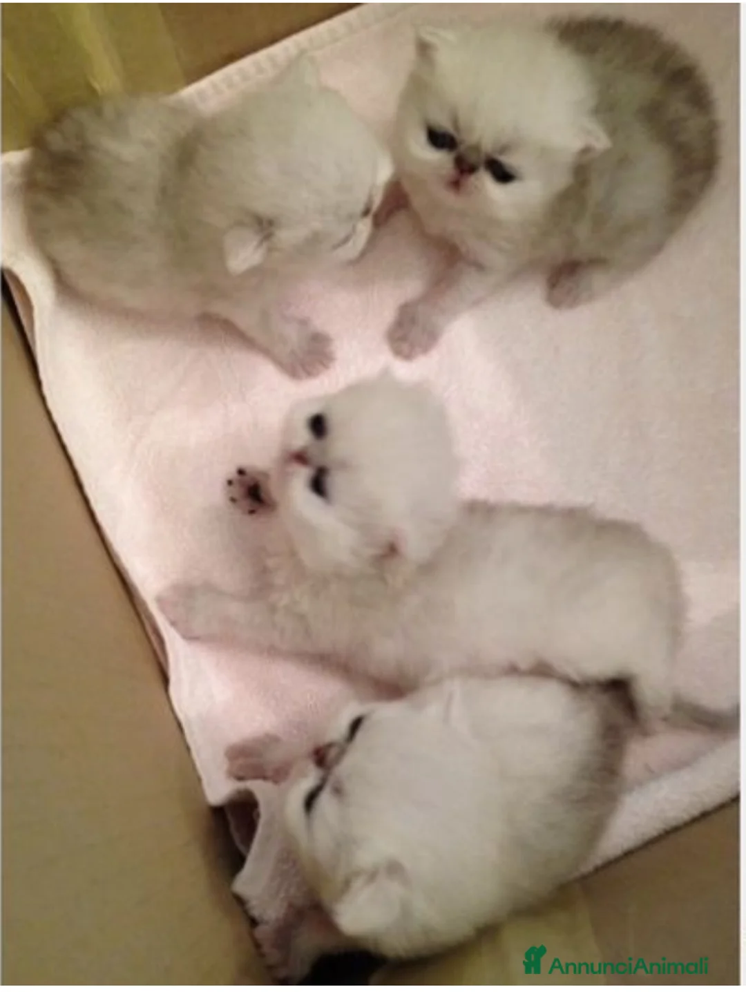 Immagine della galleria {{count}}