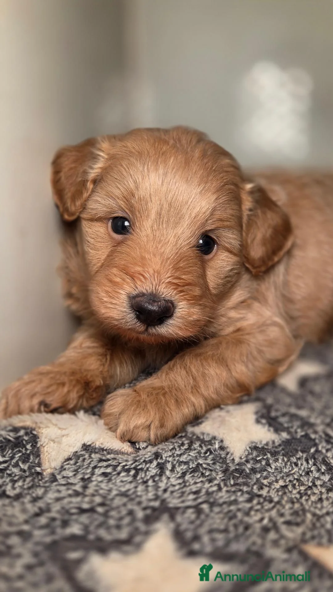 Meticcio cani in vendita: Pomapoo (barboncino, spitz, volpino) - Annuncio 2