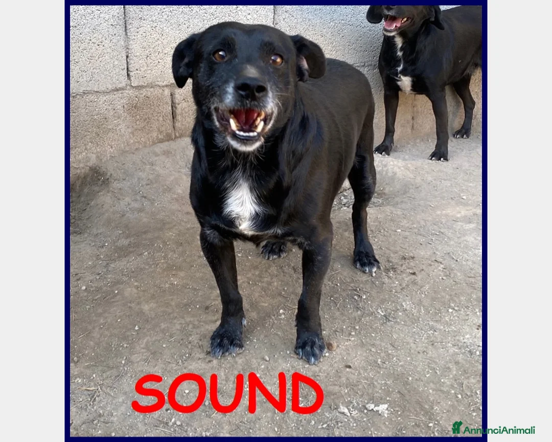 Meticcio cani in regalo: SOUND 5 ANNI, 11 KG, FESTOSO E BUONO, SOGNA UNA FA a Roma - Annuncio 1