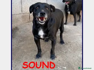 Meticcio cani SOUND 5 ANNI, 11 KG, FESTOSO E BUONO, SOGNA UNA FA - Annuncio 13