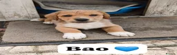 Meticcio cani in regalo: BAO tenerissimo cucciolotto - Annuncio 4