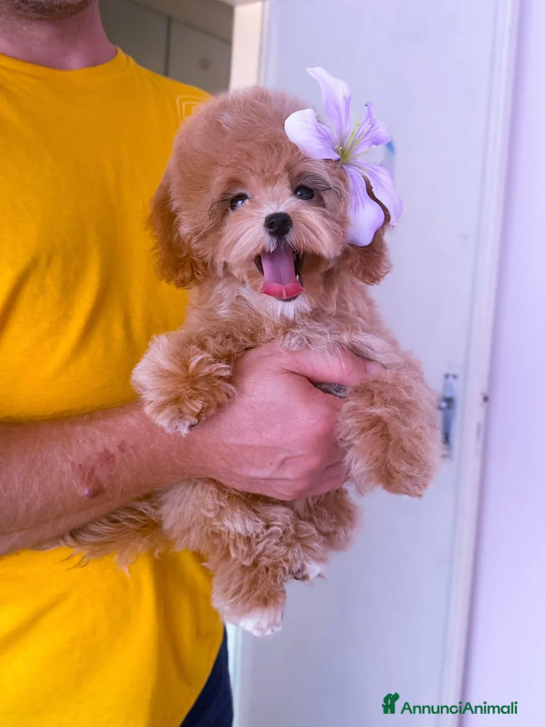 Maltipoo cani in vendita: Maltipoo - Annuncio 2
