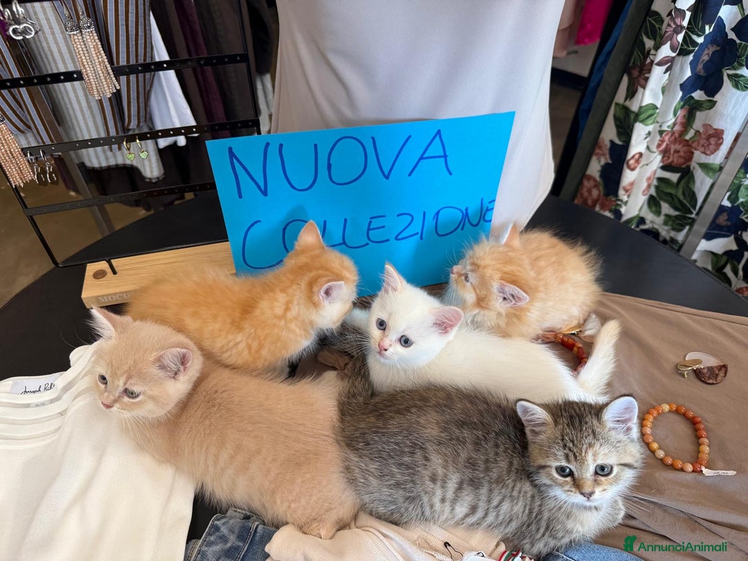 Scottish gatti in vendita: Gattini Scottish Straight  a Provincia di Modena - Immagine 11
