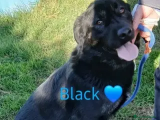 Meticcio cani Black nero 4anni tg grande ok gatti SOS CASA ROMA - Annuncio 19
