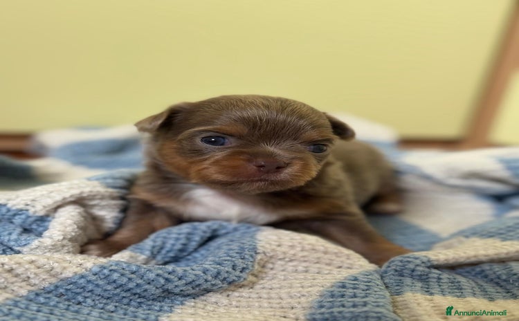 Chihuahua cani a Provincia di Bergamo - Annuncio 15