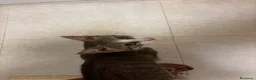 Meticcio gatti in regalo: Leo cerca casa ♥️ a Provincia di Crotone - Annuncio 1