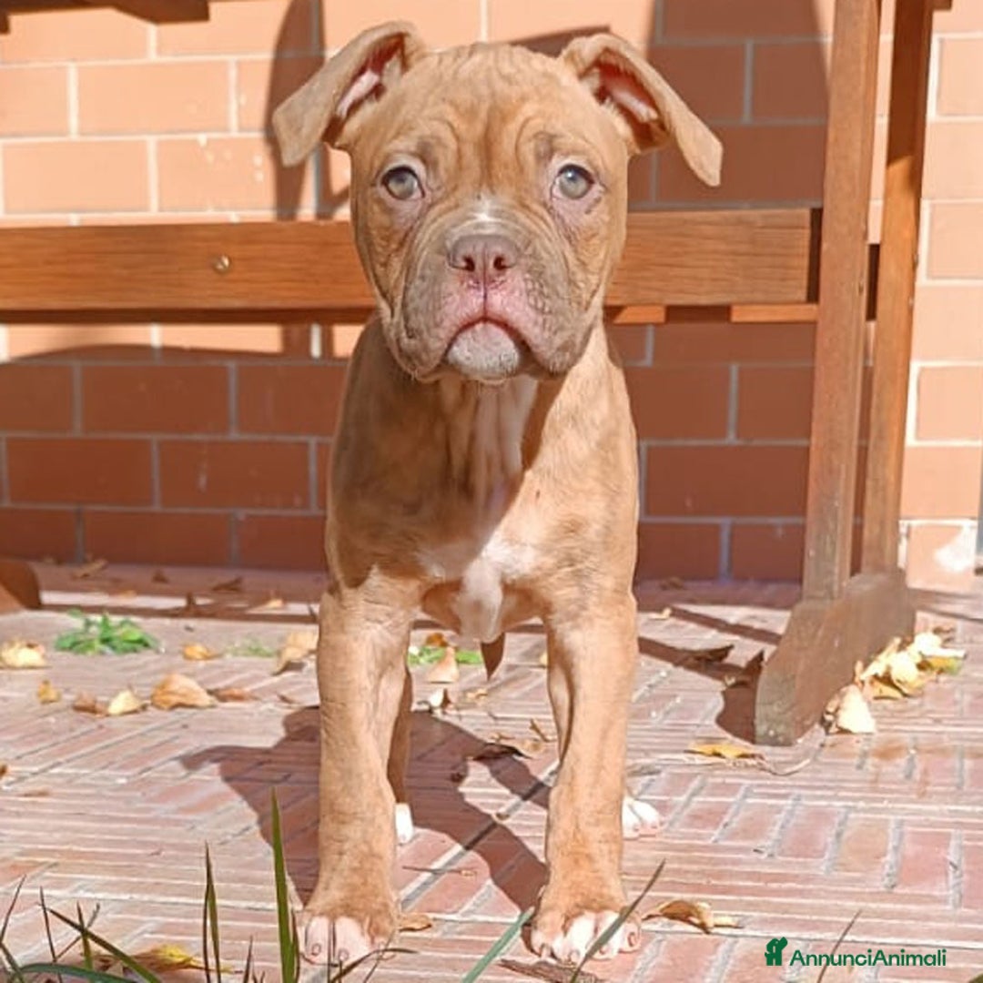 Bulldog cani in vendita: Cuccioli American Bulldog  - Annuncio 8
