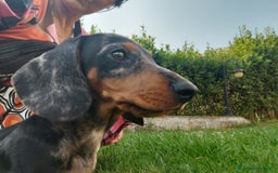 Bassotto cani in vendita: Bassotto tedesco nano pelo corto a Città metropolitana di Roma Capitale - Immagine 1