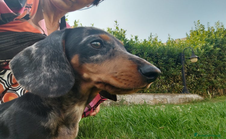 Bassotto cani a Città metropolitana di Roma Capitale - Annuncio 4