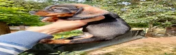 Bassotto cani in vendita: Bassotto pelo duro maschi  - Annuncio 19