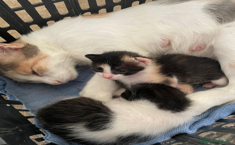 Altre razze gatti a Provincia di Ascoli Piceno - Annuncio 7