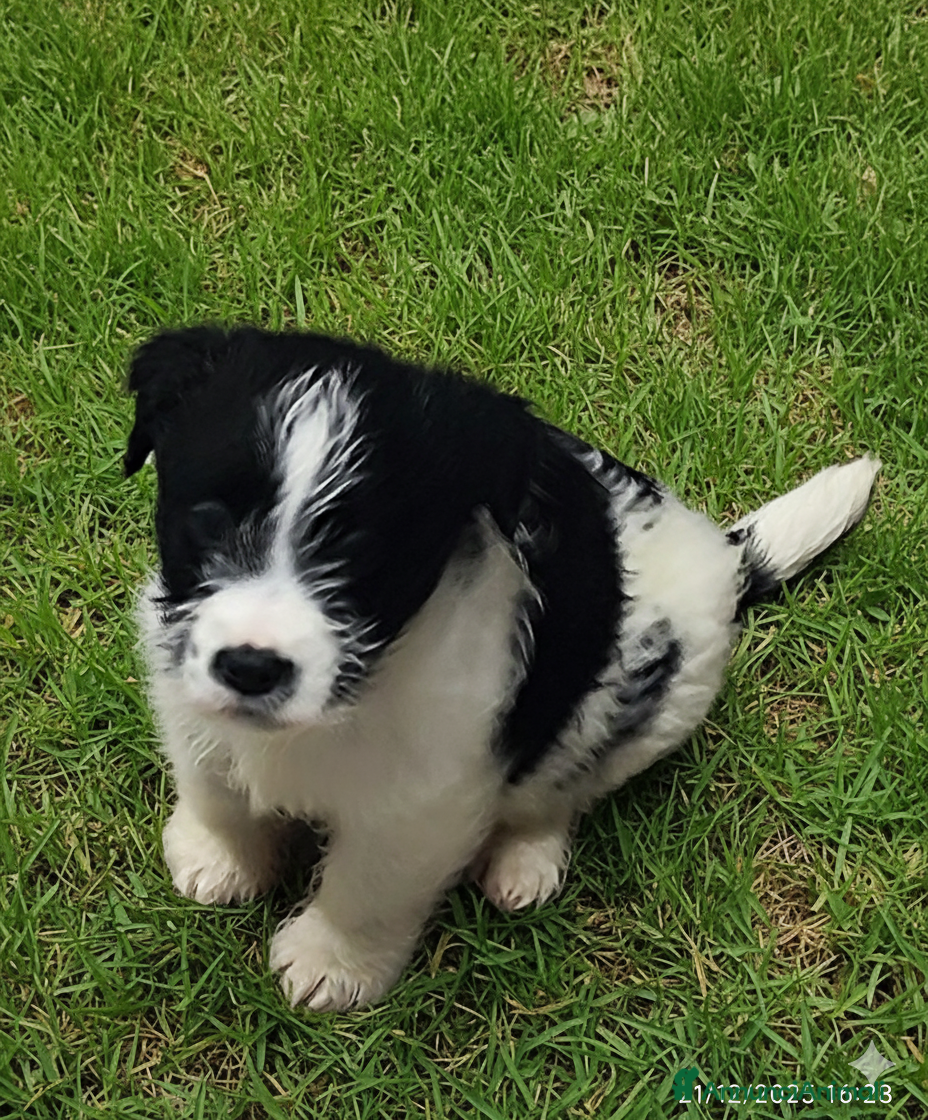Jack Russell cani Jack Russell  - Annuncio 2