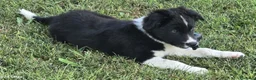 Border Collie cani in vendita: 3 Cuccioli Border Collie Maschio con Pedigree a Provincia di Padova - Annuncio 2